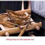 ĐÔNG TRÙNG HẠ THẢO NGUYÊN CON